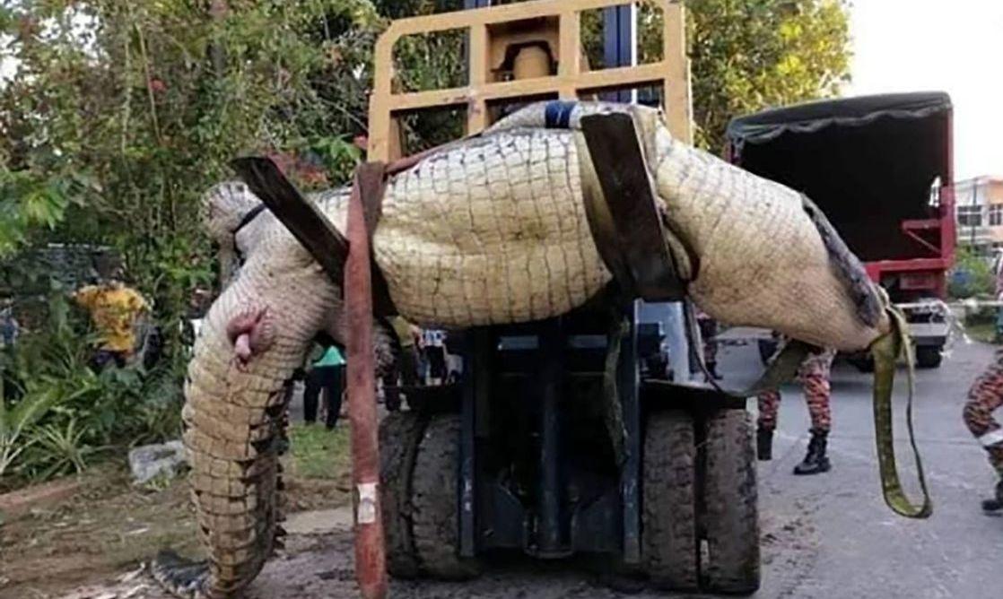 تمساح کودک 8 ساله را زنده زنده خورد + عکس