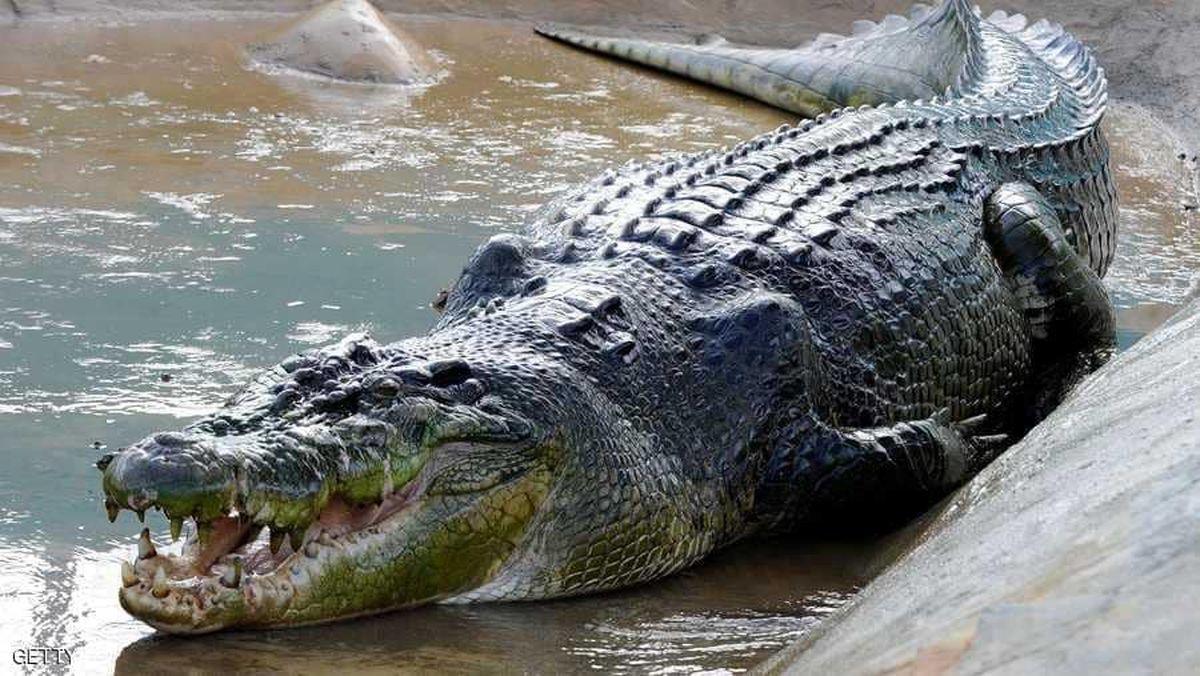 پیدا شدن تمساح دریاچه چیتگر+ عکس