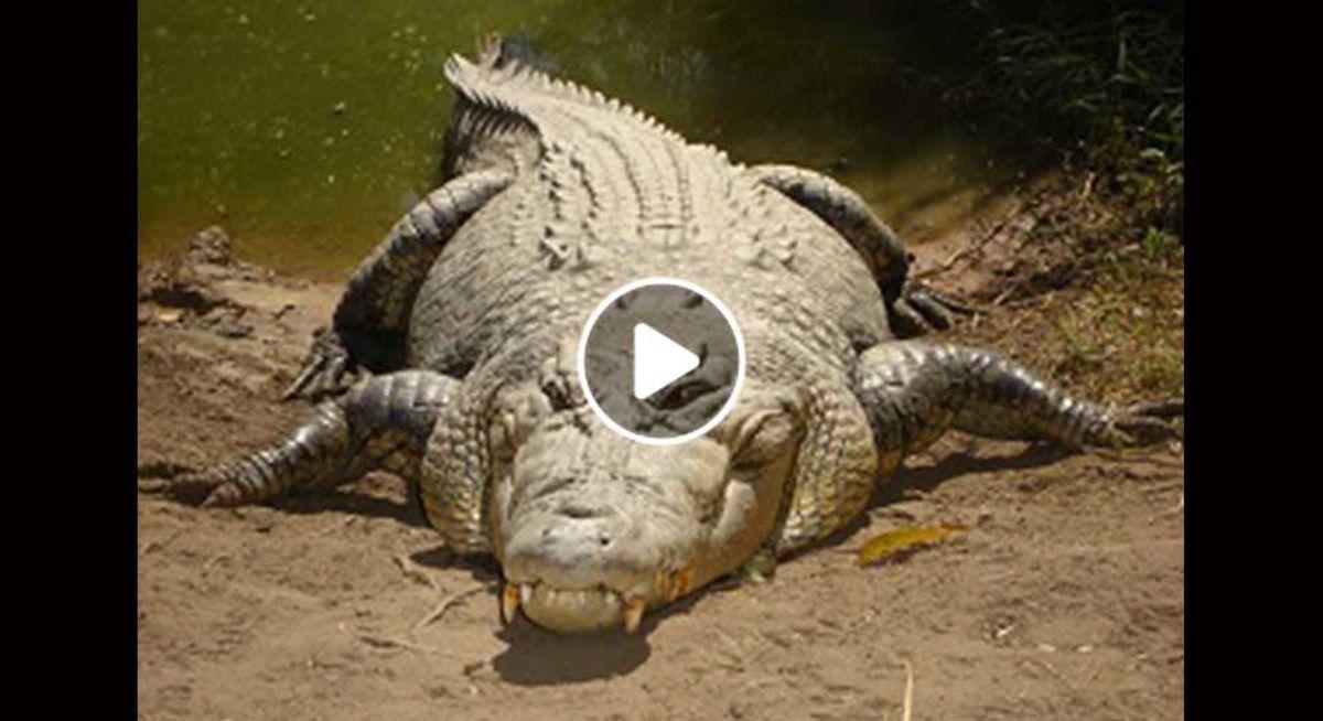 دیده شدن تمساح در دریاچه چیتگر + جزئیات 